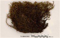 藏品(赤莖苔)的圖片